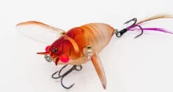 Chasebaits Ripple Cicada 1 3/4 Inch Wakebait Crawler -Fishing Equipment Store 32233146941529