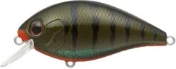 Evergreen International SH-3 Shallow Squarebill Crankbait 24 Evergreen International SH-3 Shallow Squarebill Crankbait -Fishing Equipment Store green 2Bpumpkin 2Bgill
